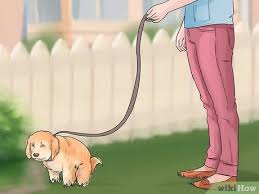 Limit whining at night by cutting down feeding and water intake at night if late bathroom breaks are a problem. 3 Ways To Get A Puppy To Stop Crying Wikihow Pet