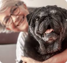 About Our Mobile Vet Services in London, ON