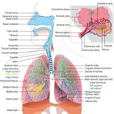 Respiratory System Diagram Human Respiratory System Human Anatomy And Physiology Respiratory Care