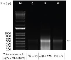 Dsrna cannot be translated by ribosomes •how. Microbial Based Double Stranded Rna Production To Develop Cost Effective Rna Interference Application For Insect Pest Management