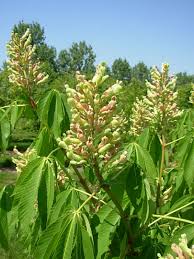 Image result for Aeollanthus neglectus