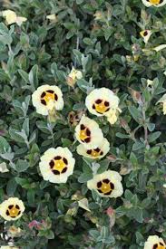 Image result for Cissus humbertii