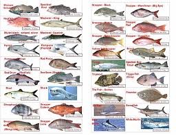 54 Studious Sea Fish Identification Chart