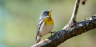 What are the names of yellow birds? Northern Parula Setophaga Americana