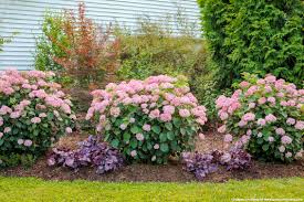 Image result for Hydrangea arborescens Pink Anabelle