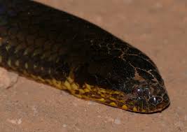 Image result for Pseudocalyx ochraceus