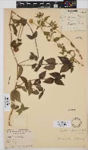 Image result for Aspilia pluriseta