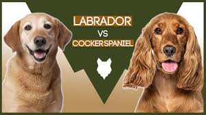 We did not find results for: Labrador Vs Cocker Spaniel Youtube