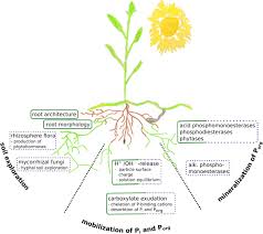 We use tons of phosphate fertilizer on our crops to produce the yields we depend on. Hidden Miners The Roles Of Cover Crops And Soil Microorganisms In Phosphorus Cycling Through Agroecosystems Springerlink