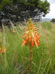 Image result for Aloe cooperi