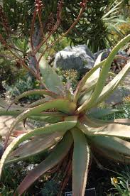 Image result for Aloe excelsa