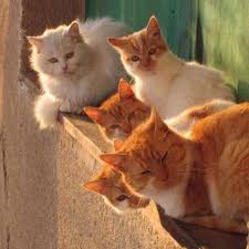 Aysegulden Doruk Adli Kullanicinin Cat Dear Cannnim Panosundaki Pin Sevimli Kediler Hayvanlar Evcil Hayvanlar