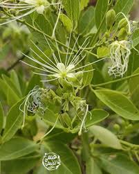 Image result for Maerua triphylla