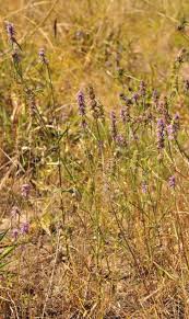 Image result for Platostoma montanum