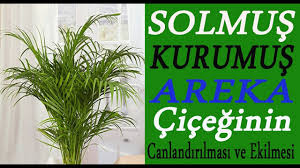 Solmus Kurumus Areka Cicegini Canlandirma Dikme Ve Kok Temizligi Nasil Yapilir Youtube