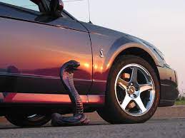 46 Mustang Cobra Wallpaper On Wallpapersafari