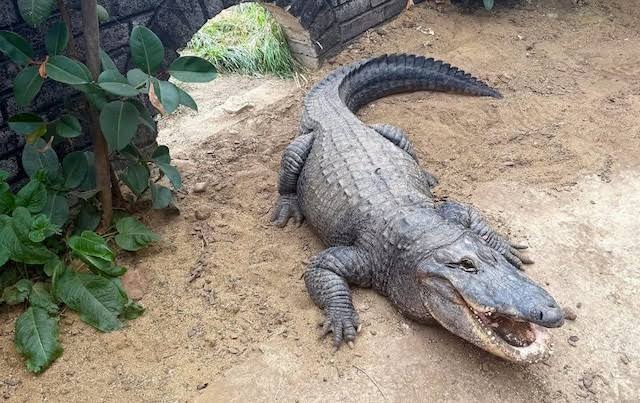 Boy, 3, thrown to crocodiles at Cambridgeshire zoo