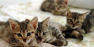 Iki Yuzlu Kedi 12 Yildir Hayatta