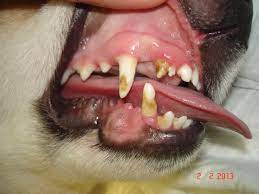 molochnye zuby u sobak i koshek