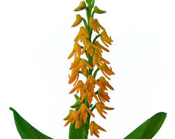 Image result for Polystachya