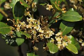 Image result for Pterocelastrus