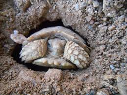 I spoke with him and he seemed knowledgeable and kind. Arizona Tortoise Compound Sulcata Hatchlings