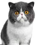 Exotic Shorthair Cats | Exotic Shorthair Cat Breed Info ...