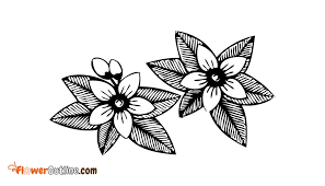 Check spelling or type a new query. Florida State Flower Outline Florida State Flower Outline Images Pictures