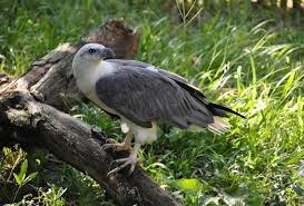 Hal menarik lainnya, bahwa elang memiliki penglihatan yang super tajam, bahkan saking. Jenis Jenis Elang Di Indonesia Info Pendidikan Dan Biologi