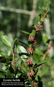 Image result for Rawsonia lucida