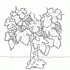 dessin de cep vigne coloriage fruits legumes a imprimer les meilleurs coloriages sur www jeux com pc ammalen football