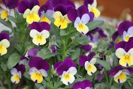 Resultado de imagem para FLORES PEQUENINAS