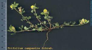 Image result for Trifolium campestre