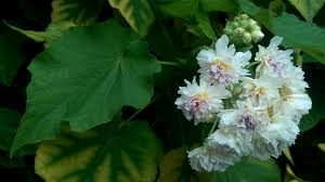 Image result for Sparrmannia