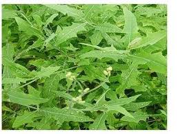 Image result for Launaea