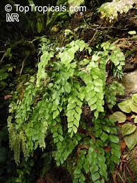 Image result for Adiantaceae