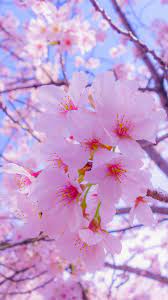 Find the best sakura wallpaper on wallpapertag. Sakura Flowers Bloom Flowers Wallpaper Lockscreen Mobile Android Ios Infinitywa Cherry Blossom Wallpaper Nature Photography Flowers Blossom Wallpaper