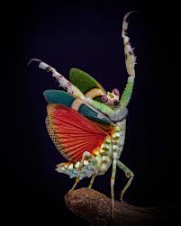 Image result for Entada wahlbergii