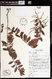 Image result for Embelia xylocarpa