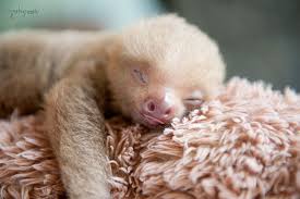 Wrap your little one in custom sloth baby clothes. There S A Sloth Institute Which Looks After Baby Sloths That Lost Their Moms Bored Panda