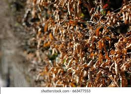 Image result for hornbeam hedge in winter