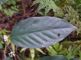 Image result for Strombosia