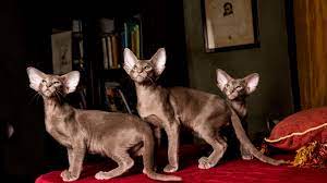 Wakaro Oriental Cats (Karolina Wajda) (orientalcats_wakaro) - Profile |  Pinterest
