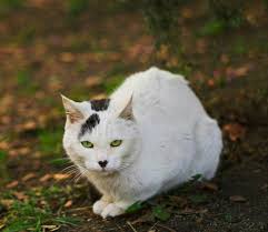 Its head is darker than the rest of the body, but paler above the eyes. Pin By Jo Blankenship On Fancy Felines Cats And Kittens All Warrior Cats Cats Animals