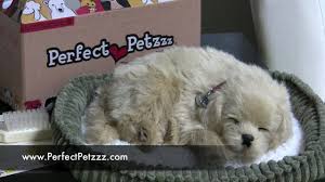 Sessiz, derinden ve gerçekçi nefes alışlarıyla her zaman evinizde uyuyan bir köpeğiniz varmış gibi yaşayacağınız petzzz yorkie, bu sıcaklığı paylaşmak istediğiniz herkes için de muhteşem bir hediye. Pin On Pet Fads Imitation Pets