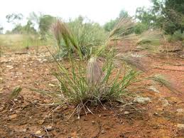 Image result for Aristida canescens