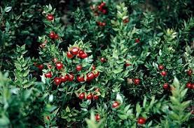 1 Packet 10 Seeds Of Butchers Broom Ruscus Aculeatus Plants Dry Shade Plants Deer Resistant Shade Plants