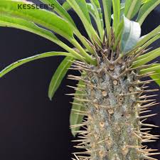 Image result for Pachycarpus eximius