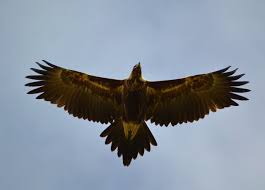 Wedge Tailed Eagle Wing Span Of Up To 2 5 Metres I Have Watched One Glide For An Hour And Never Flap It S Wedge Tailed Eagle Eagle Silhouette Eagle Wingspan