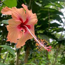 My Favorite Flower I Call It An Amapola Because Thats The Word Used In Puerto Rico Where This Is The National Flowe Flowers Hibiscus Flowers Different Plants